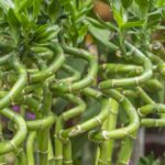 Как размножить бамбук счастья в почве и воде