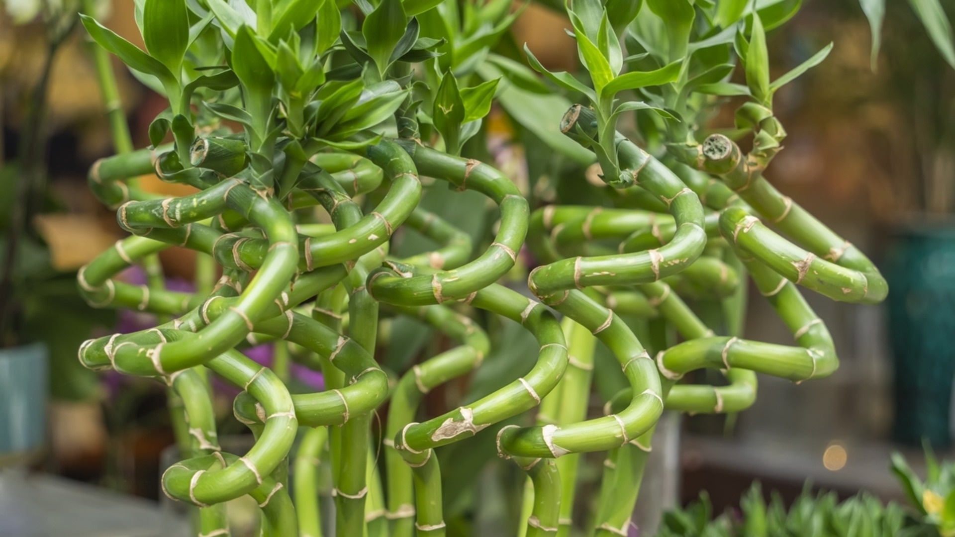 Как размножить бамбук счастья в почве и воде