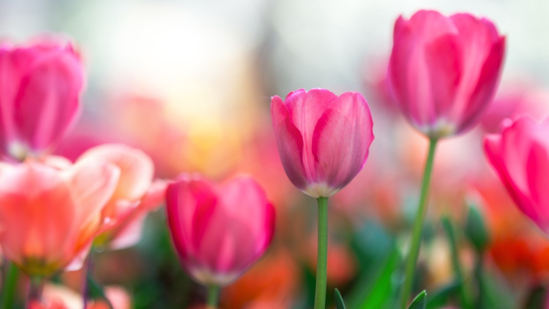 Как сажать тюльпаны весной