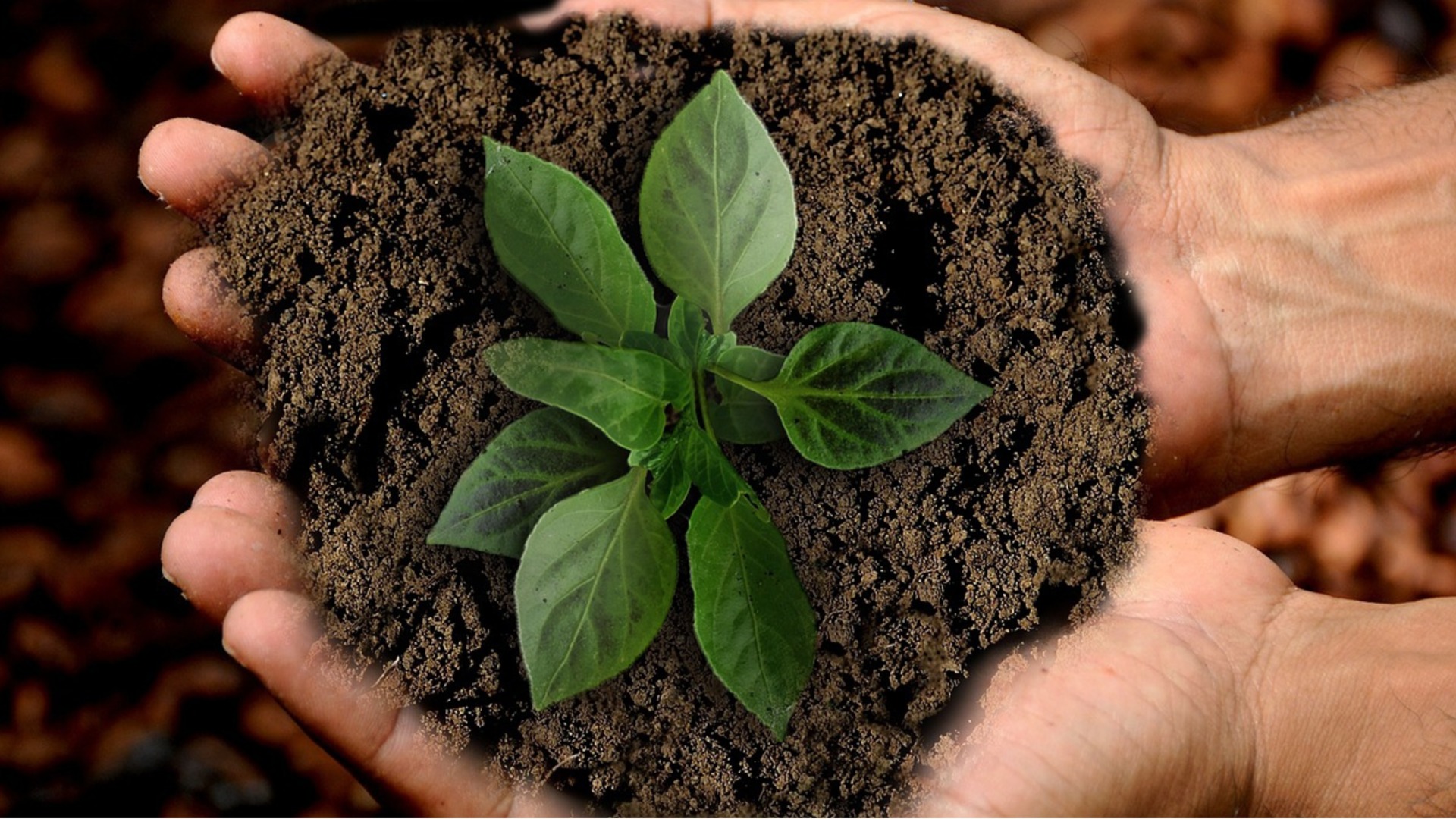 Пикировка рассады: когда и как это делать правильно