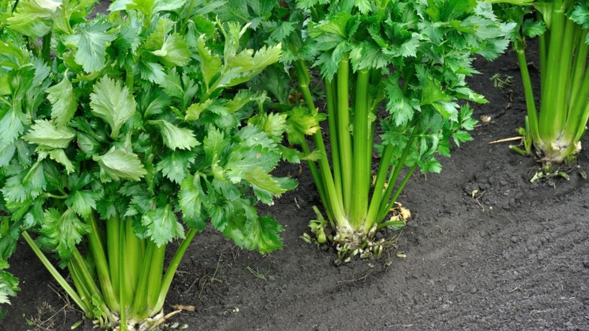 Выращивание сельдерея из семян: простой метод, гарантирующий очень здоровую рассаду