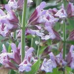 Как легально размножить шалфей