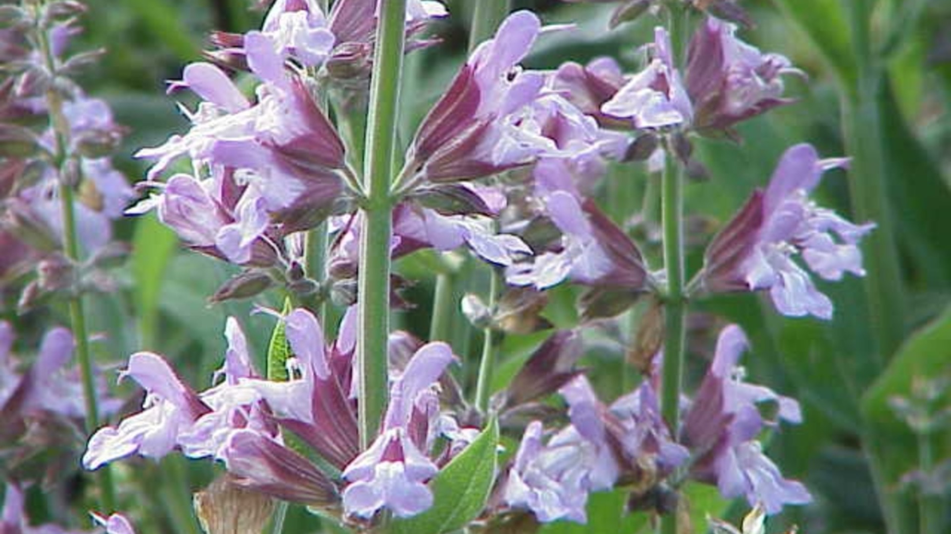 Как легально размножить шалфей