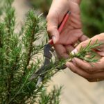 Как правильно размножать розмарин