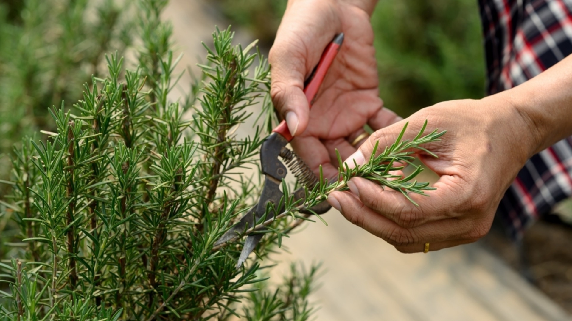 Как правильно размножать розмарин