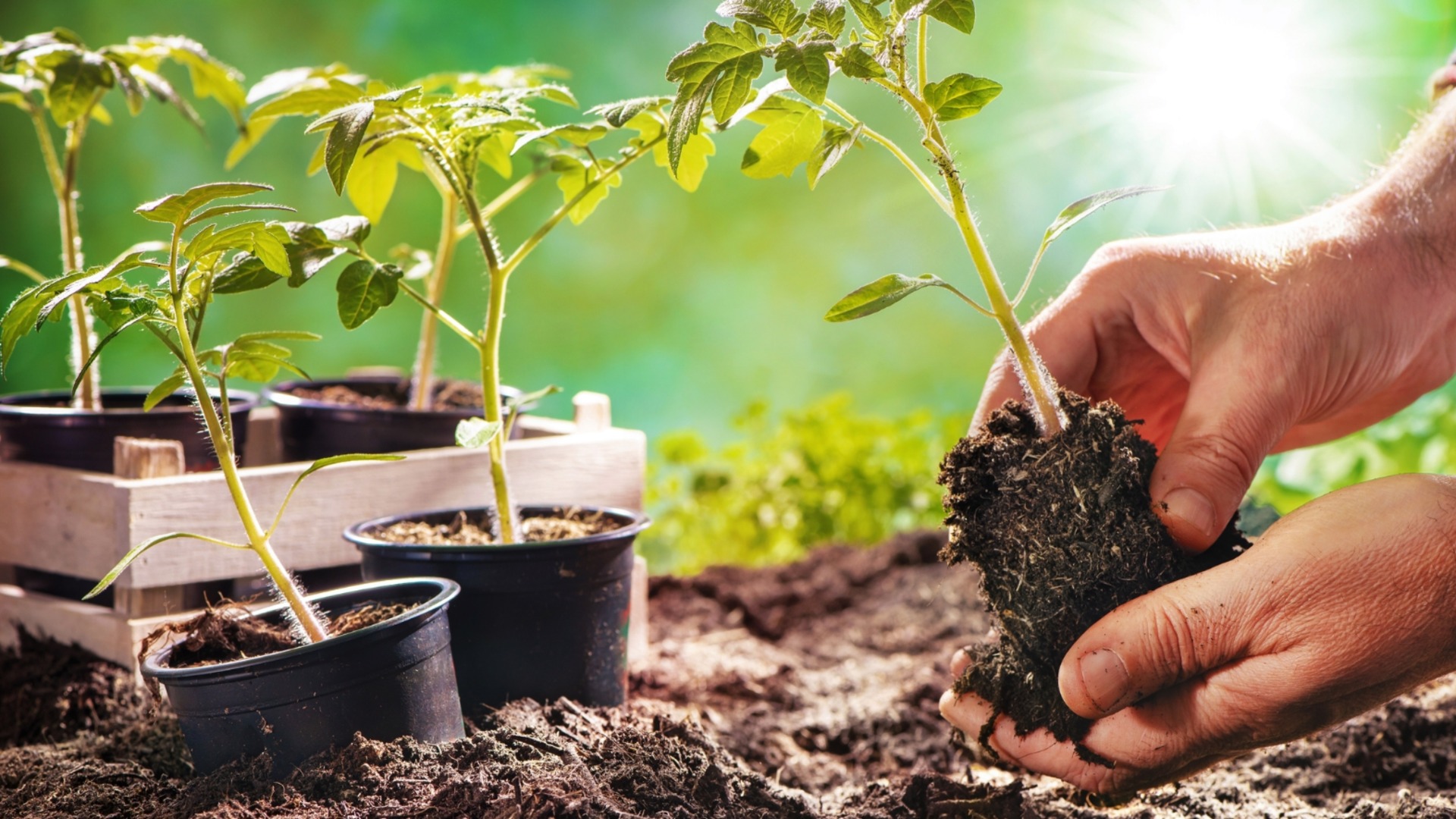 Растения, которые НИКОГДА не следует покупать рассадой