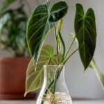 Как размножить филодендрон для бесконечных комнатных растений