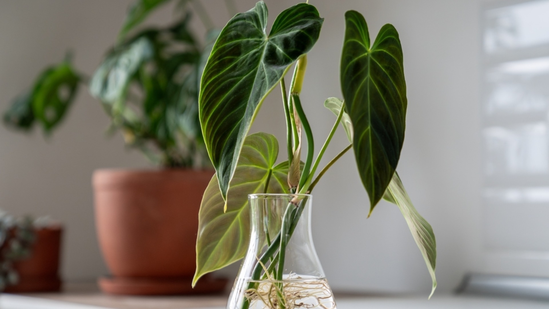 Как размножить филодендрон для бесконечных комнатных растений