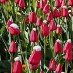 Сделайте это с луковицами тюльпанов после цветения.