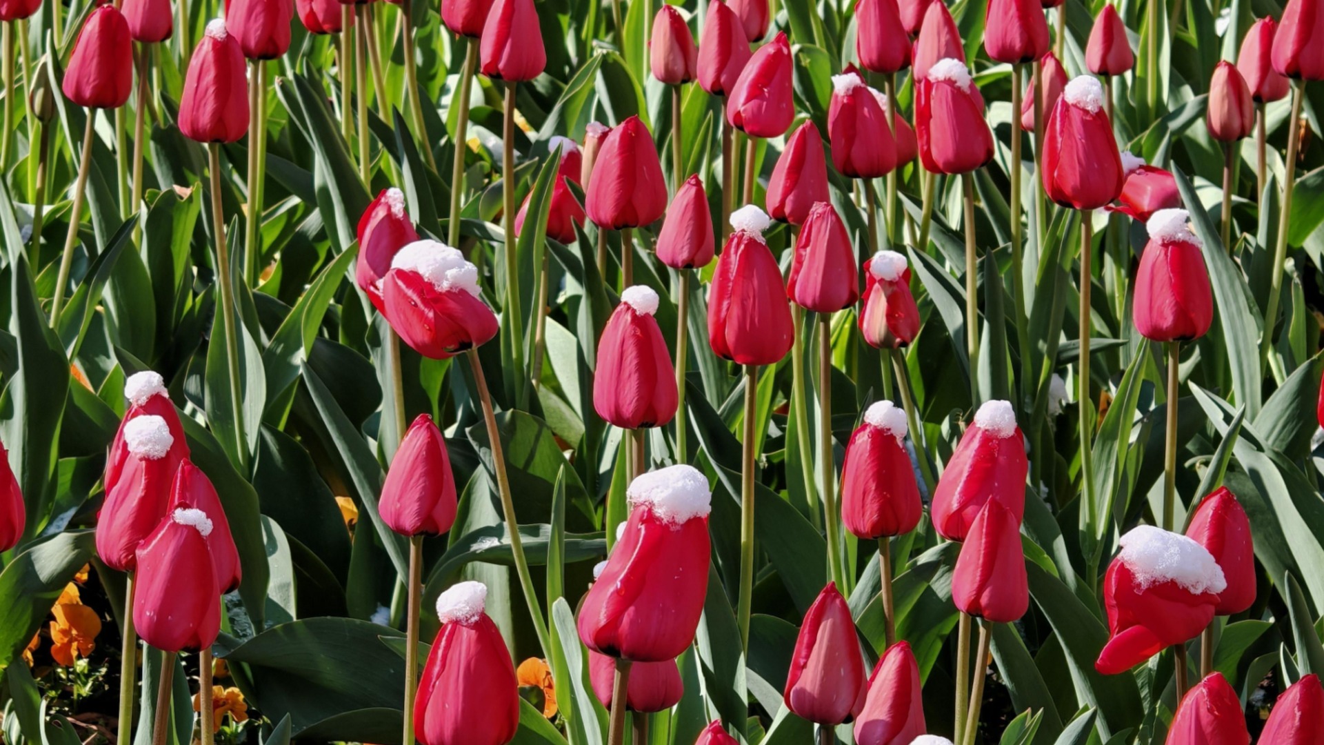 Сделайте это с луковицами тюльпанов после цветения.