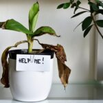 Явный признак того, что вам нужно удобрять растения.