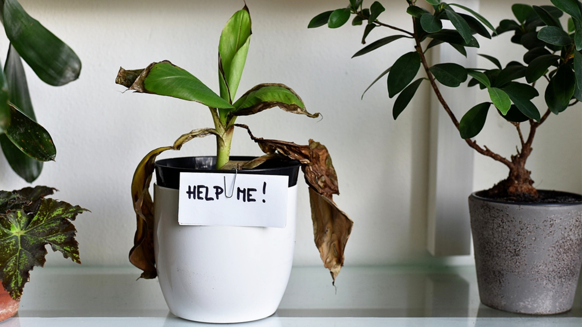 Явный признак того, что вам нужно удобрять растения.