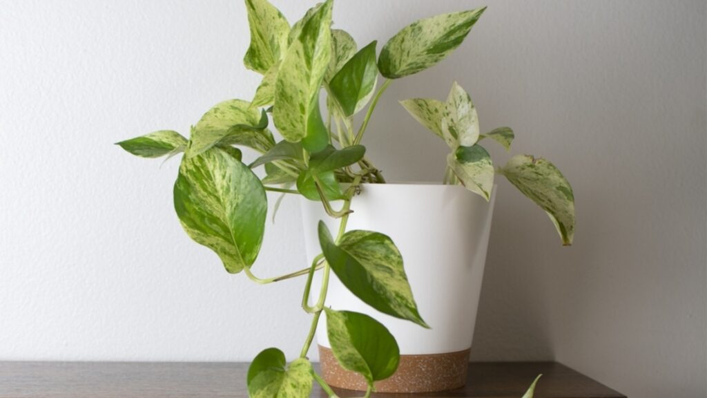 Лучшие места для размещения пото по фен-шуй