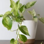 Лучшие места для размещения пото по фен-шуй