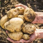 Как посадить рассадный картофель, чтобы получить больший урожай