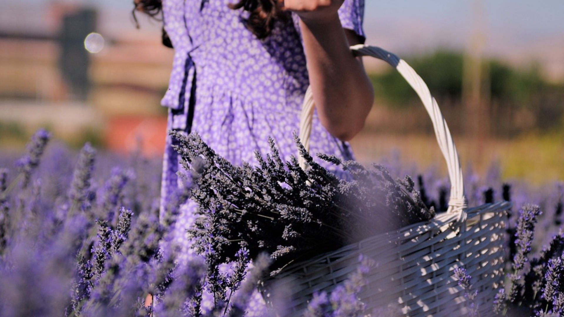 Что посадить рядом с лавандой – это идеальные соседи