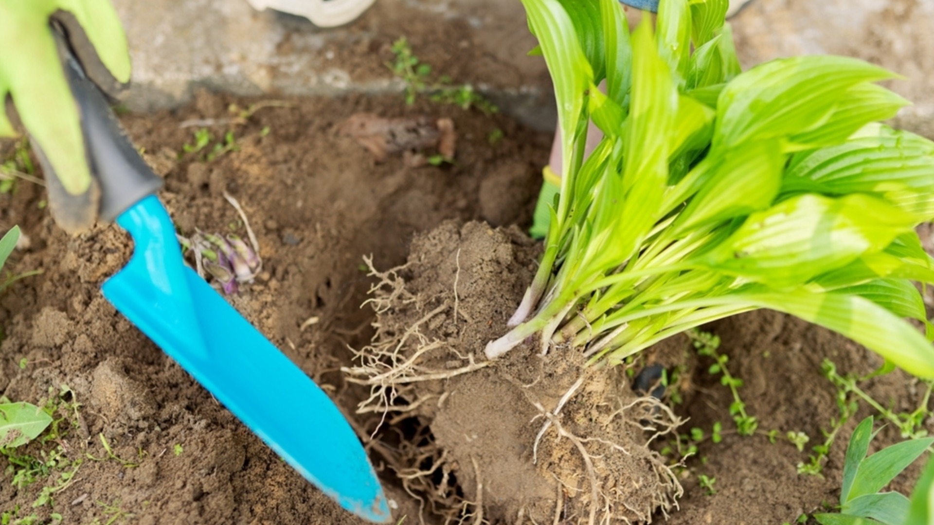 Растения, которые можно разделить в феврале