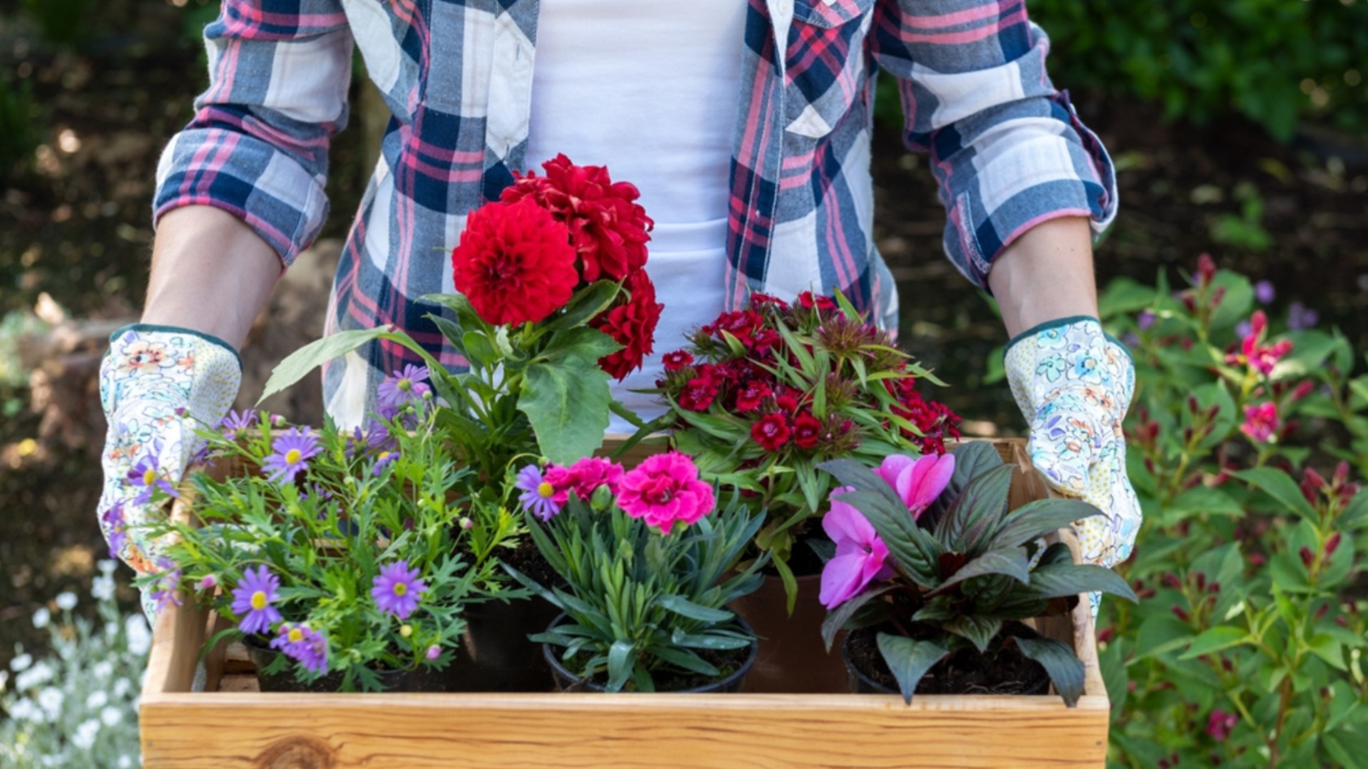 10 цветов, которые стоит посадить в своем саду в 2026 году – принесут удачу и деньги