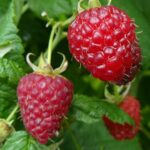 Быстрорастущие садовые фрукты, которые хорошо растут в горшках и контейнерах.