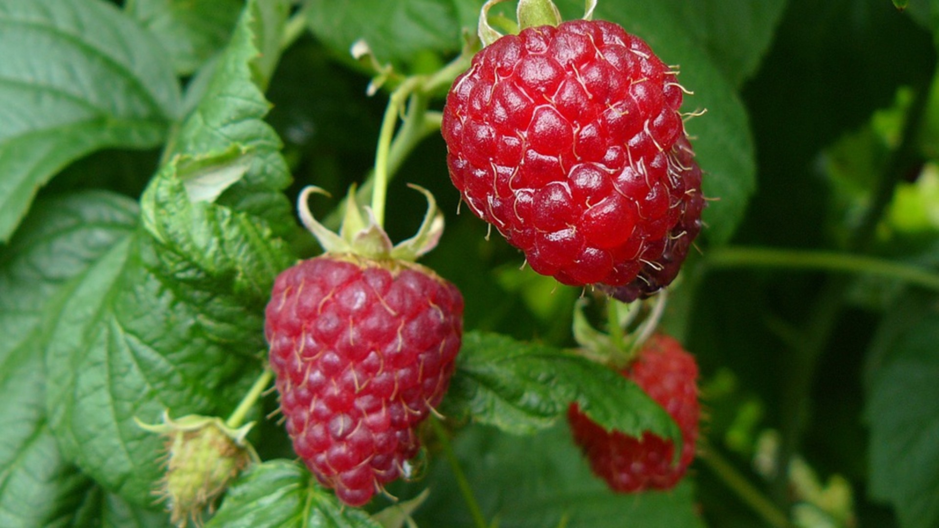 Быстрорастущие садовые фрукты, которые хорошо растут в горшках и контейнерах.