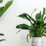 В чем причина коричневых кончиков вашей мирной лилии?