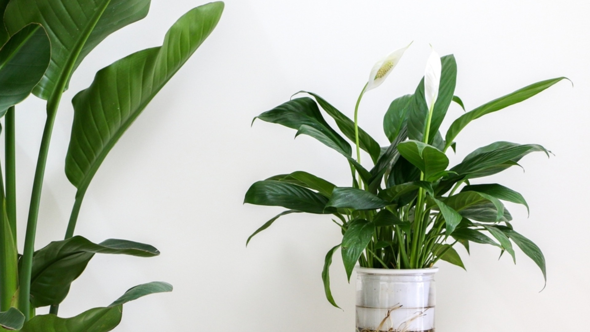 В чем причина коричневых кончиков вашей мирной лилии?