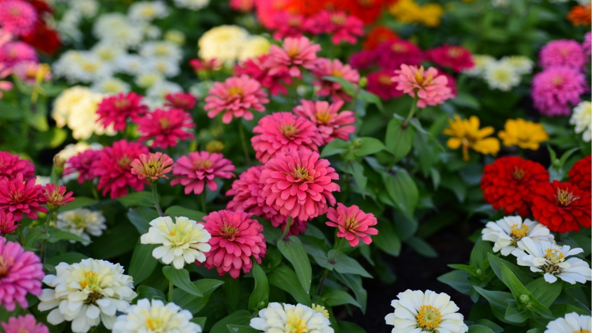 Ошибка, которая может убить ваши циннии уже зимой