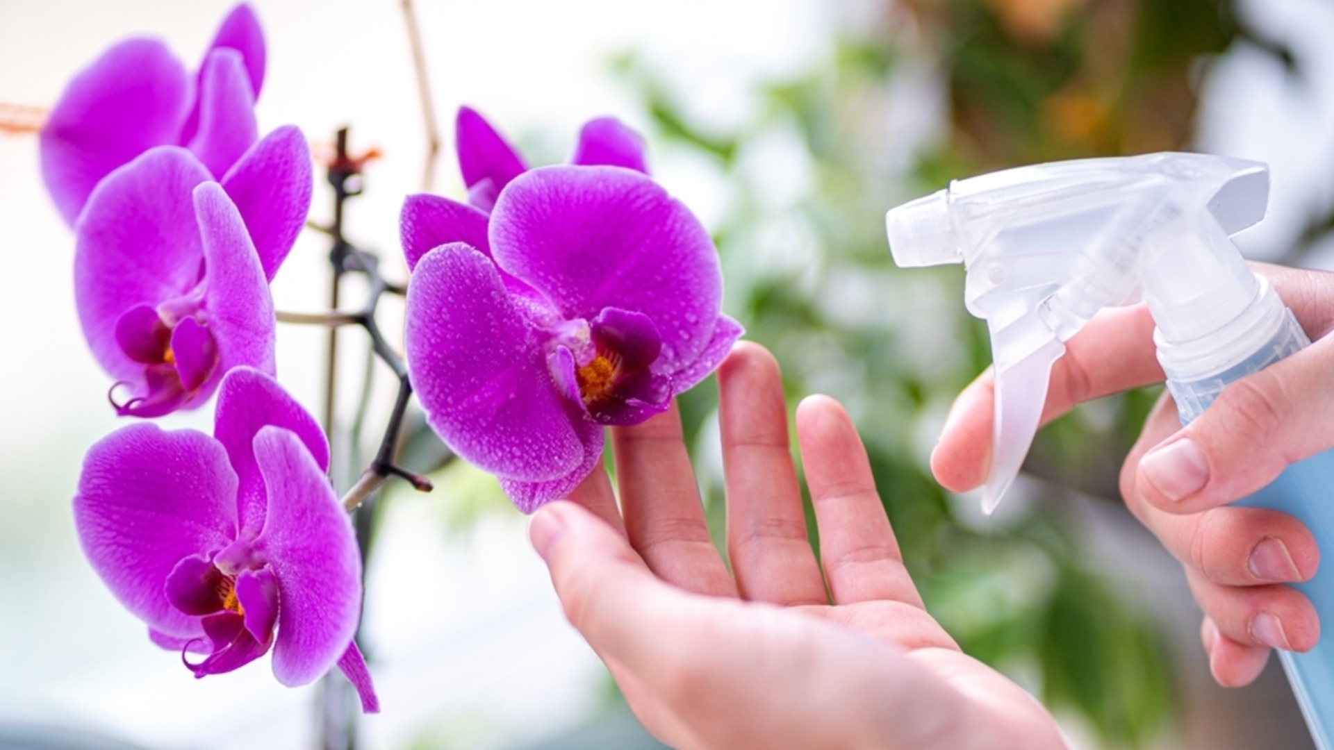 Вам понадобится всего 1 стакан этого средства – орхидея и стаппифиллум зацветут как никогда раньше.