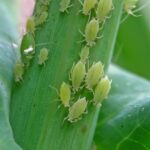 Как избавиться от тли и защитить растения