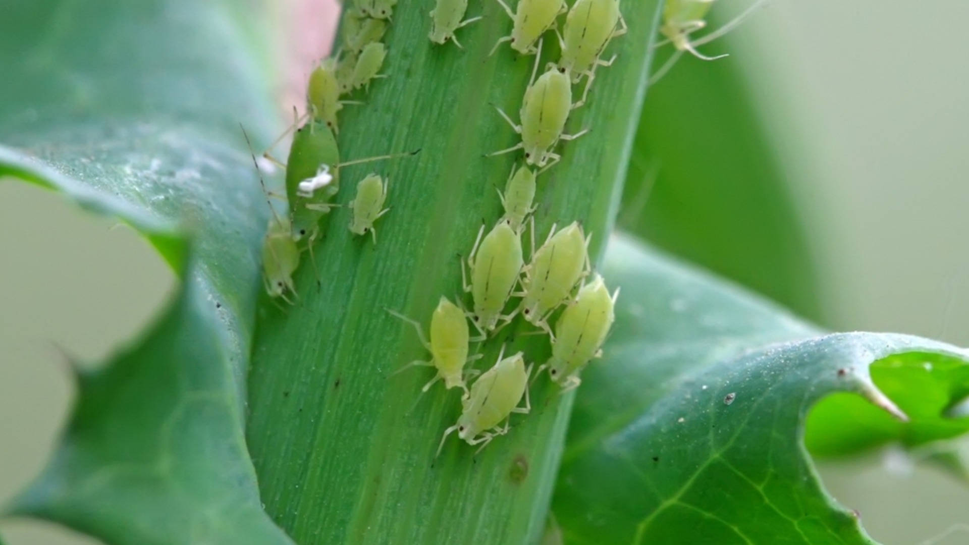 Как избавиться от тли и защитить растения