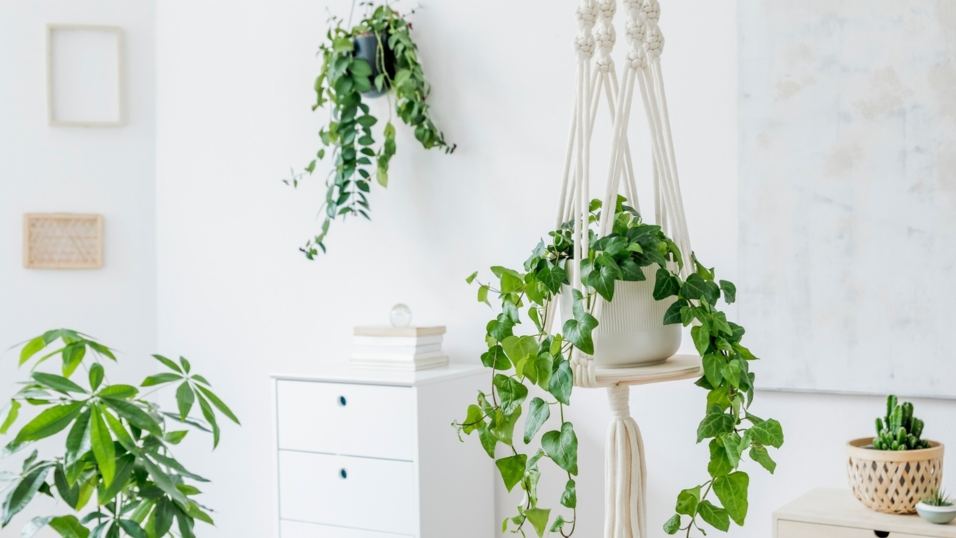 9 комнатных растений, которые должны быть у вас дома