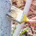 Побелка весной: Для каких деревьев вредна?