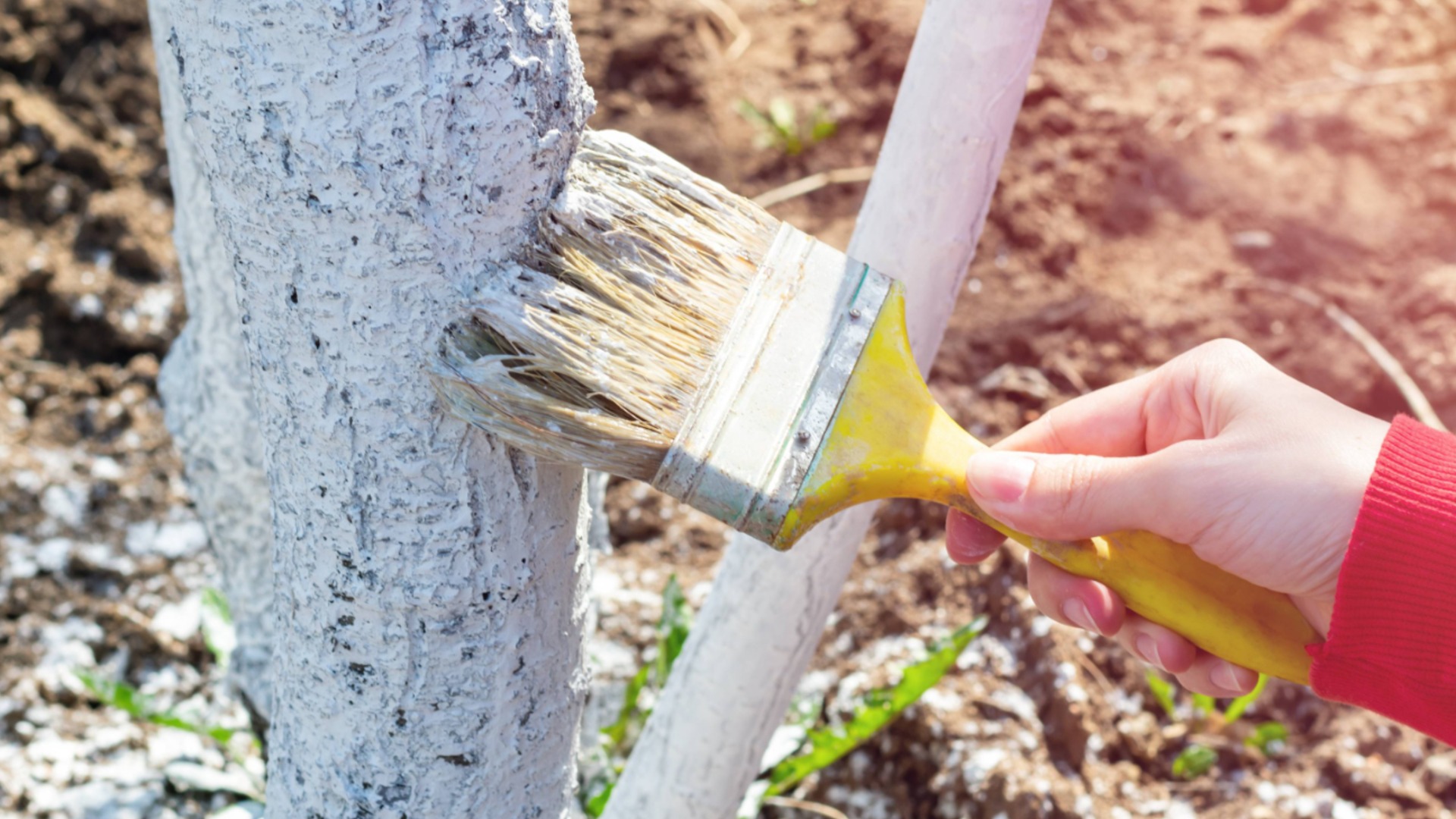 Побелка весной: Для каких деревьев вредна?