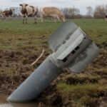 Миллионные убытки от принудительного забоя скота в России