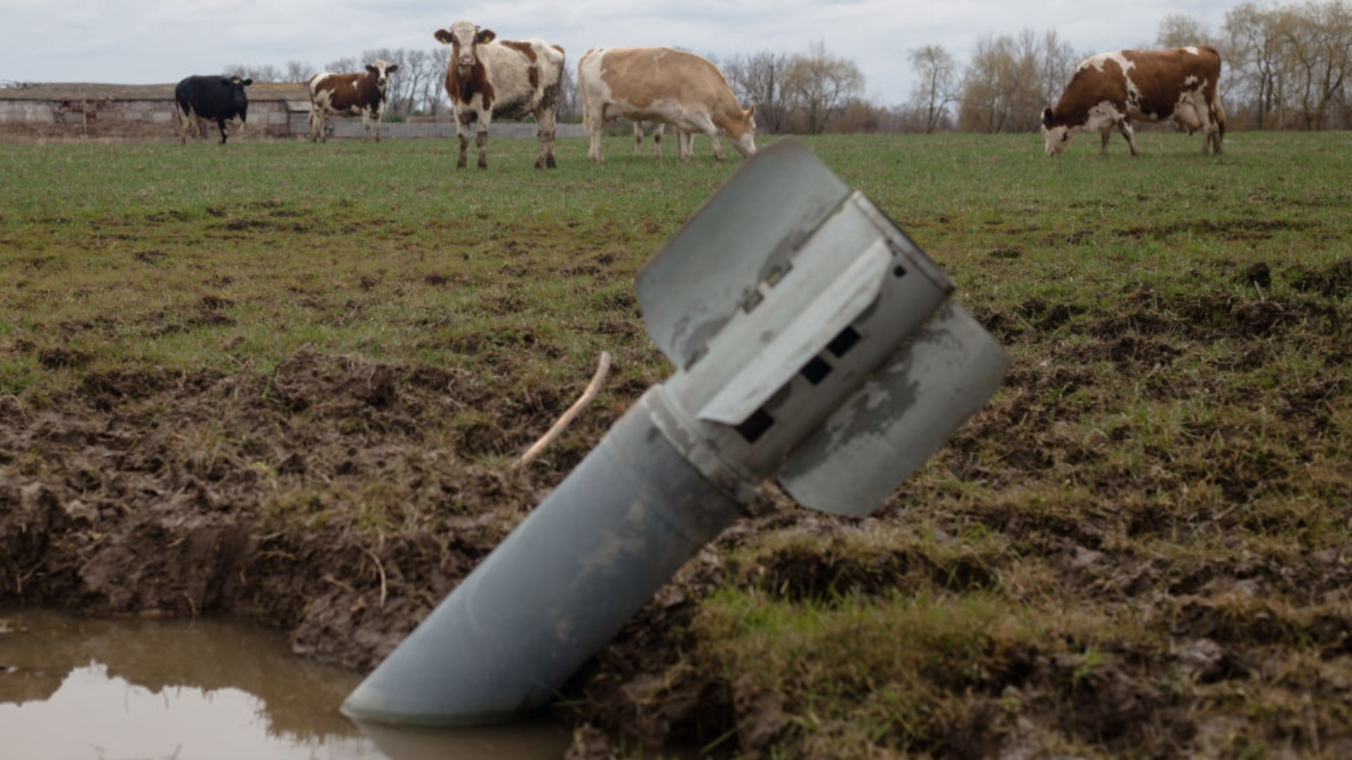 Миллионные убытки от принудительного забоя скота в России
