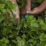 Это единственный способ безопасно посадить мяту в своем саду.