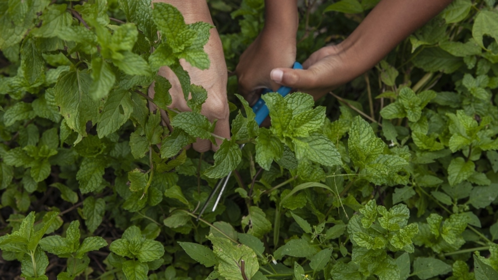 Это единственный способ безопасно посадить мяту в своем саду.