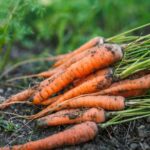 Лучшие растения-компаньоны для моркови