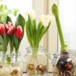 Как посадить тюльпаны в горшок дома