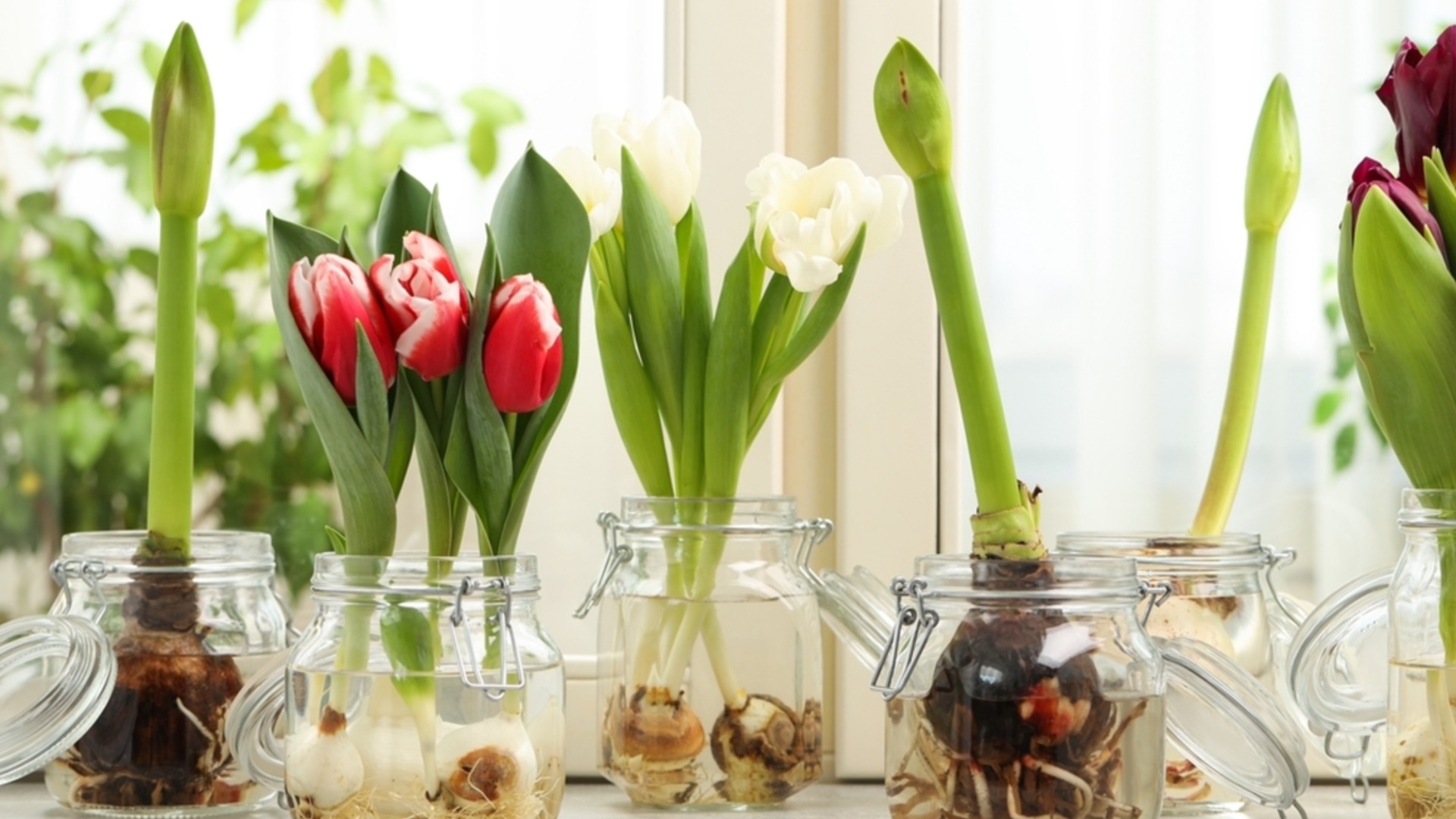 Как посадить тюльпаны в горшок дома