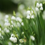 3 популярных многолетних растения, которые доставляют проблемы в саду