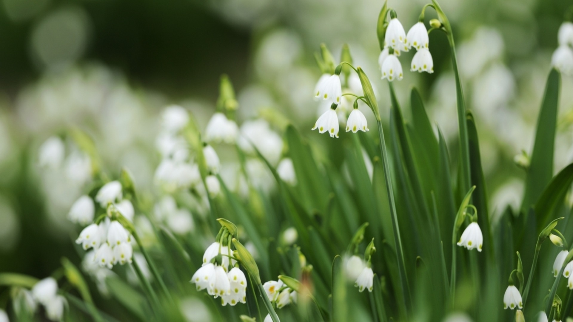 3 популярных многолетних растения, которые доставляют проблемы в саду