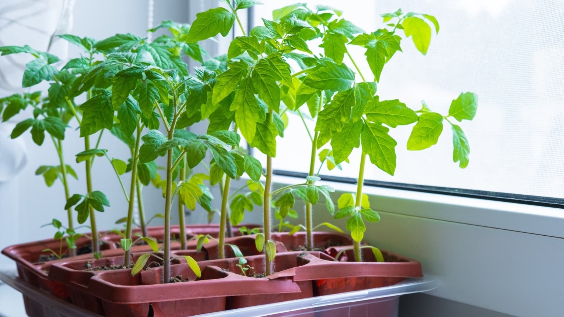 Как вырастить здоровую и сильную рассаду томатов на подоконнике
