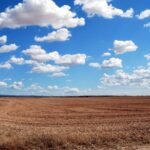 АГРИОН предлагает в аренду и в аренду сельскохозяйственные земли в разных регионах страны.