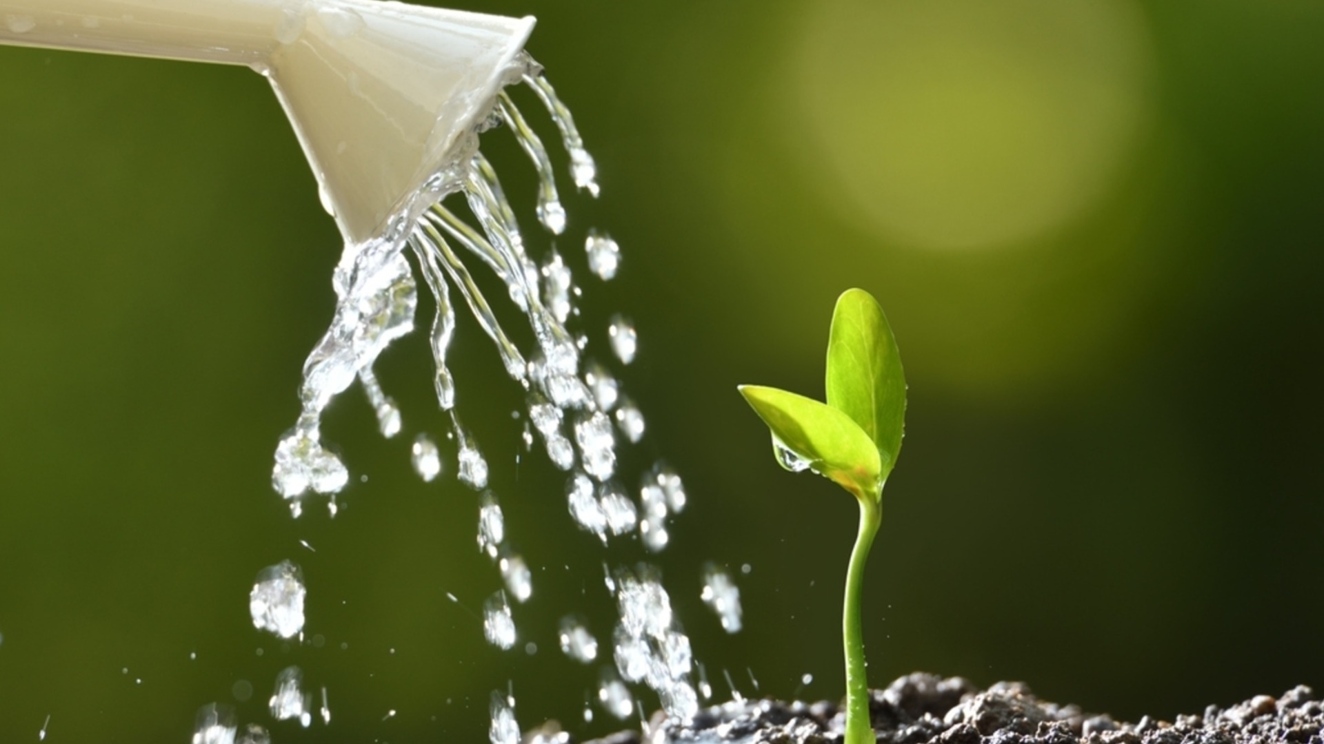 Как посадить рассаду дома в горшки