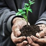 Когда и как закаливать рассаду?