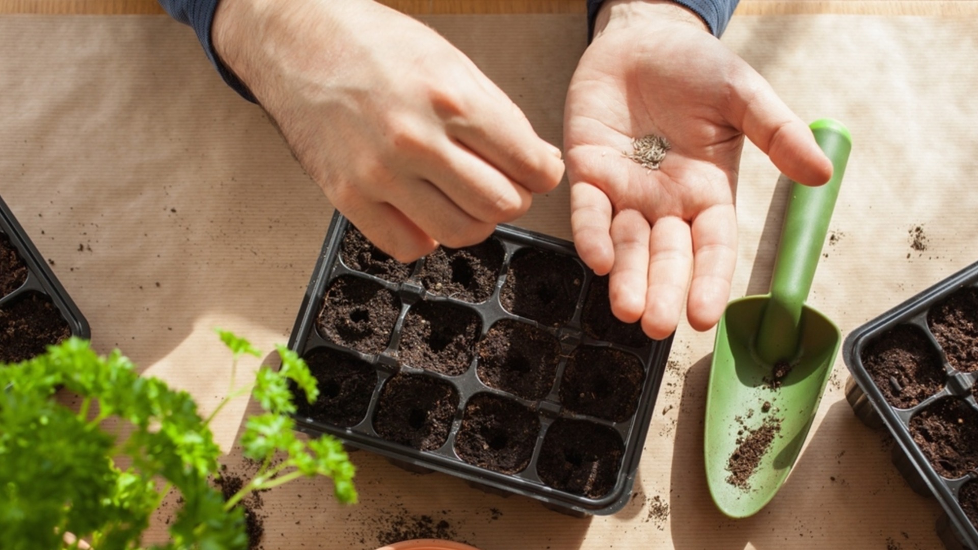 7 трюков, которые этой весной помогут семенам прорасти в два раза быстрее