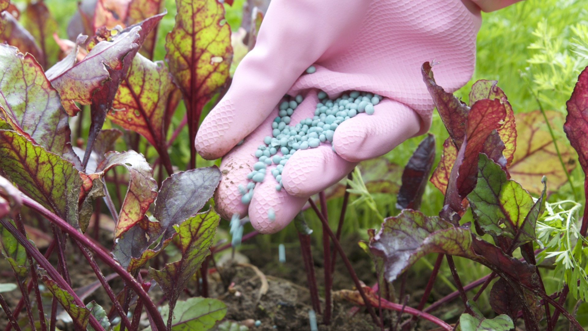 Удобрения портятся? 10 советов, как продлить срок годности