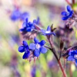 Посадите эти семена в помещении в феврале, и вы получите яркие, драгоценные цветы в своем летнем саду.