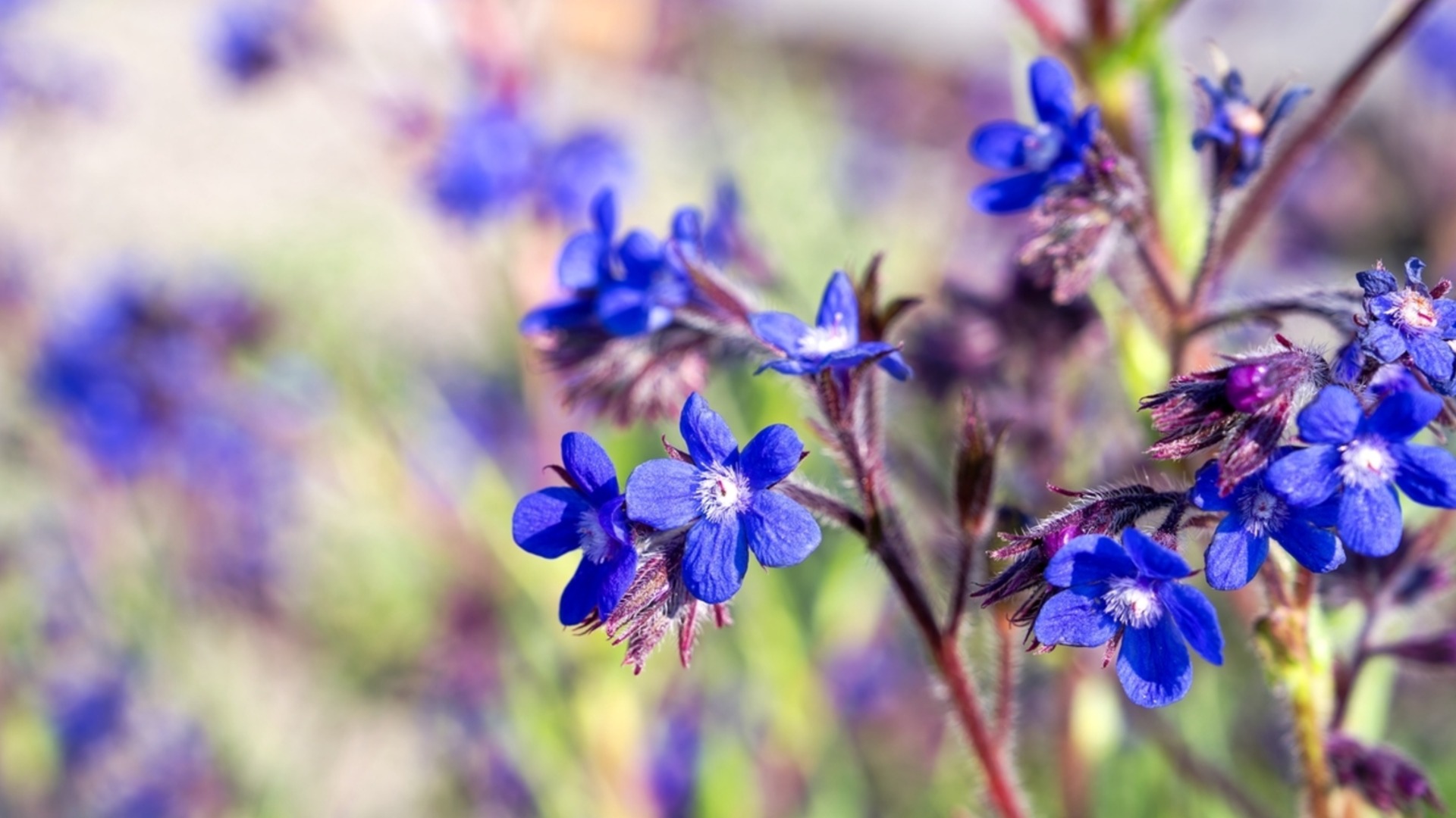 Посадите эти семена в помещении в феврале, и вы получите яркие, драгоценные цветы в своем летнем саду.